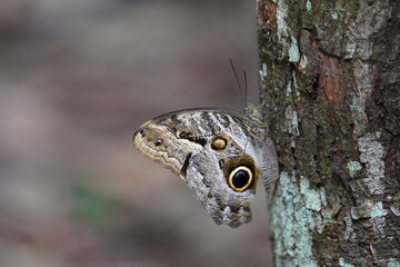 Caligo oileus, the Oileus giant owl, is a butterfly of the family Nymphalidae. The species can be found from Mexico to northern South America. Amazon rainforest, Brazil.