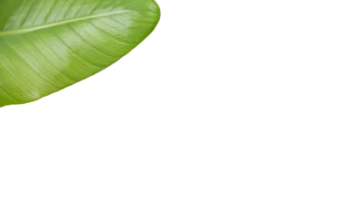 Rolgordijnen Close-up of textured green leaf  © vectorfusionart