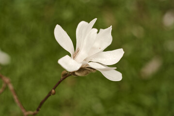 magnolia in blossom