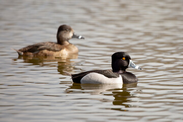 pair if ring-necked ducks swimming together