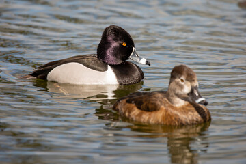 Pair of Ring-necked Ducks Swimming