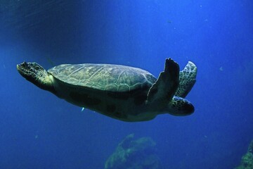 żółw morski - obrazy, fototapety, plakaty