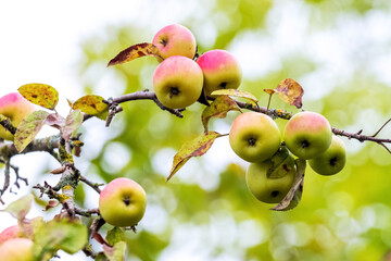 Ripe red apples in the garden on a tree. Apple harvest