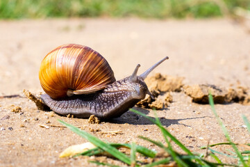 Brown garden snail (Helix aspersa) сreeps on the sand