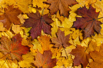 Naklejka na ściany i meble Background of autumn maple leaves. Warm colors of autumn.