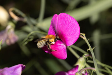 Wild sweet pea 3