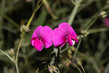 Wild sweet pea 2