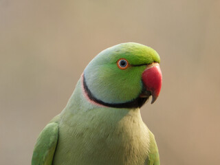 green winged macaw Portrait of a rose-ringed parakeet