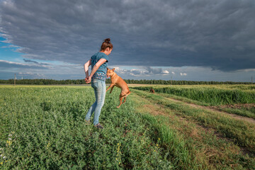 A young beautiful dark-haired girl cynologist trains a pit bull terrier on a summer field.