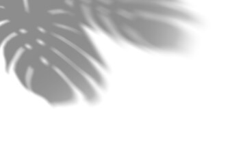 Shadow from monstera leaves, overlay effect. Realistic gray shadow on transparent background, png. Applicable for product presentation, photos, backdrop. Sun light. 3D render. © Creative_Bird