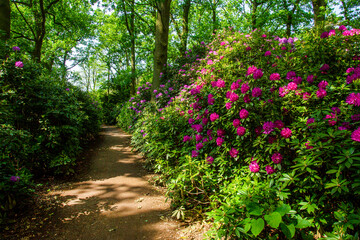 Purple rhododendron bushes  and and garden path next  to Japanese garden in the Hague (Clingendael estate)