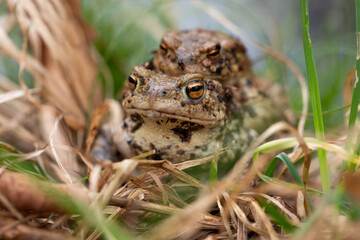 mating toads in spring, a pair of male and female toads on the grass