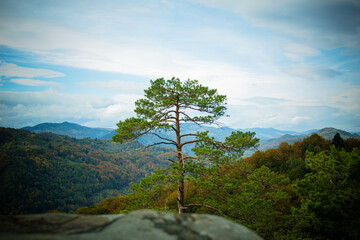 Fototapeta na wymiar tree in the mountains