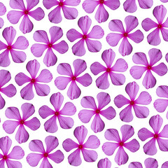 Padrão png com flor magenta de cinco pétalas.