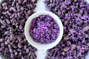 Obraz na płótnie Canvas In Turkey harvested flowers of crested lavender (Herba Lavandualae stoechas) ready for further processing. The purple-colored bracts are cooked into jam, the flowers are dried as tea