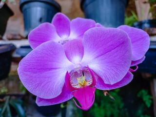 purple orchid in a garden