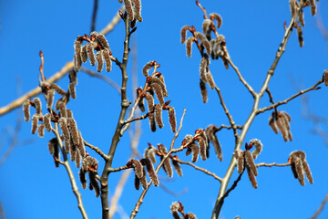 In spring, aspen blooms in nature (Populus tremula, Populus pseudotremula)