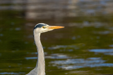 Close up profile of beautiful grey heron standing in the water patiently waiting for a fish in the sunshine