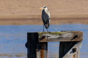 Grey heron in the sunshine perched on top of an old wooden bridge support