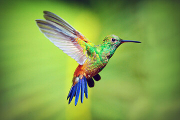 Obraz na płótnie Canvas Hummingbird in Flight, Hummingbird Trinidad, Republic of Trinidad and Tobago, Southern Caribbean