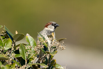 a male sparrow perched in a bush with beautiful green background in the sunshine
