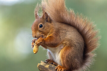 Naklejka na ściany i meble Scottish red squirrel perched on a branch in the sunshine eating a monkey nut