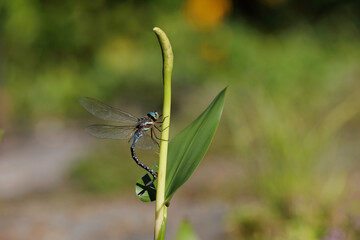 Black-tipped Darner, Aeshna tuberculifera, female, cutting slits in Pickerel Weed stems with ovipositer to insert eggs into the slits.