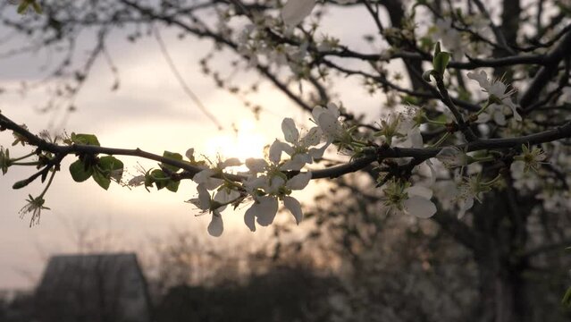 blossoming spring tree at sunset. spring flowering trees in sunlight glare. white flower silhouette. Decoration wind sakura scenic open bright. medicinal present gardening blossoming style japan day