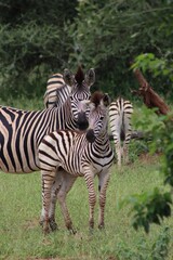 Fototapeta na wymiar Zebra mother and foal looking to the front with zebras in the background