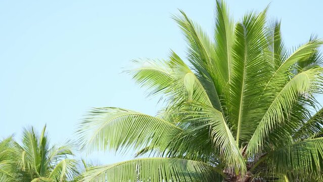 coconut palm
