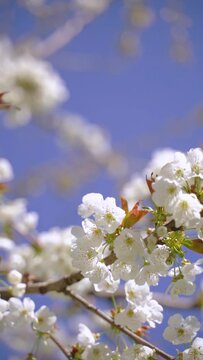 A vertical video of flowering white blossoms on tree branches in spring bloom against the blue sky