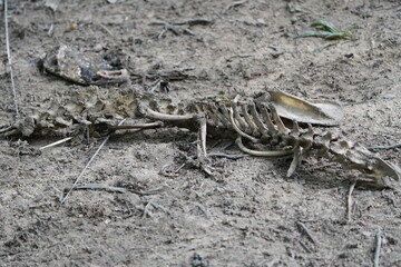 Skeleton of Spectacled caiman (Caiman crocodilus) Alligatoridae family. Amazon Rainforest, Brazil.