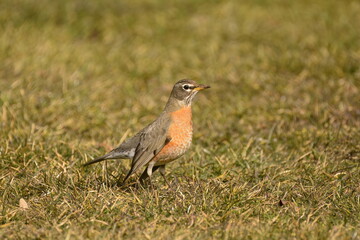 American Robin in the grass