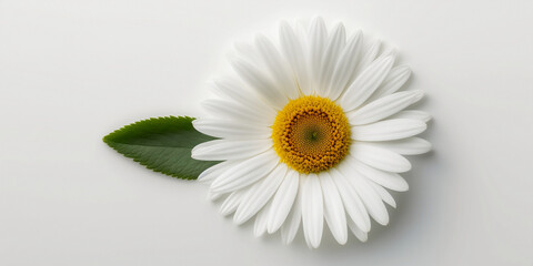 Daisy flower isolated on white background. Happy Mother's Day, Birthday, anniversary or Valentine's Day concept background. Generative AI