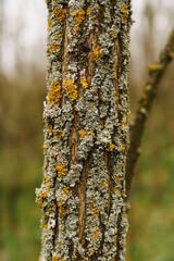 Close up vertical outdoors shot of tree bark with green yellow lichens in spring time.