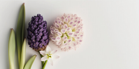 Hyacinth flower isolated on white background. Happy Mother's Day, Birthday, anniversary or Valentine's Day concept background. Generative AI