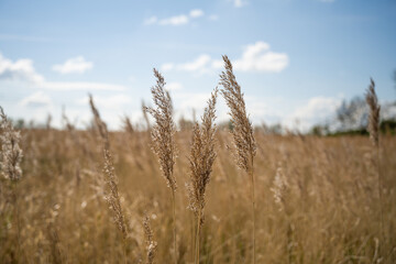 Stalks of wheat at a farm