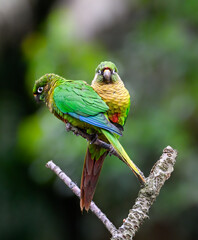 Two Marron-bellied Parakeets portrait on green background