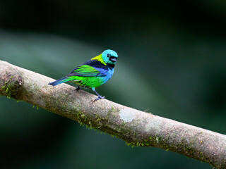 Green-headed Tanager on tree branch against dark  green background