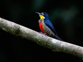 Yellow-fronted Woodpecker portrait on tree  branch against green background