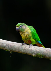Marron-bellied Parakeet portrait on dark background
