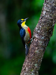 Yellow-fronted Woodpecker portrait on tree trunk against green background