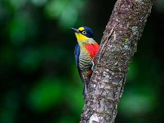 Yellow-fronted Woodpecker portrait on tree trunk against green background