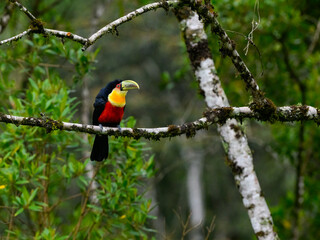 Red-breasted Toucan perched on tree branch