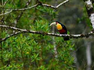 Red-breasted Toucan perched on tree branch