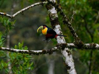 Red-breasted Toucan jumping on tree branch