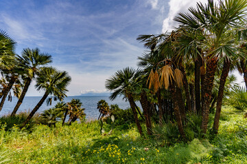 Beautiful palm trees growing in a mountainous slope near the sea and overlooking the sea.