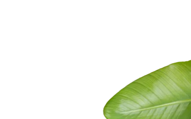 Rolgordijnen Cropped leaf  © vectorfusionart