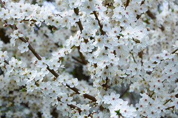 Blooming fruit tree. White Cherry Blossom flower on a warm spring day