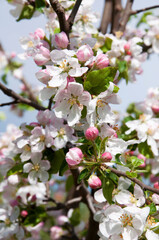 Blooming fruit tree. Pink Cherry Blossom flower on a warm spring day